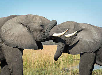 Linyanti Tented Camp: Begrüßung