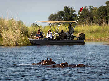 Little Vumbura: Beobachtung von Nilpferden Little Vumbura: Beobachtung von Nilpferden
