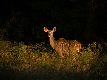Mara River Camp: Kudu Mara River Camp: Kudu