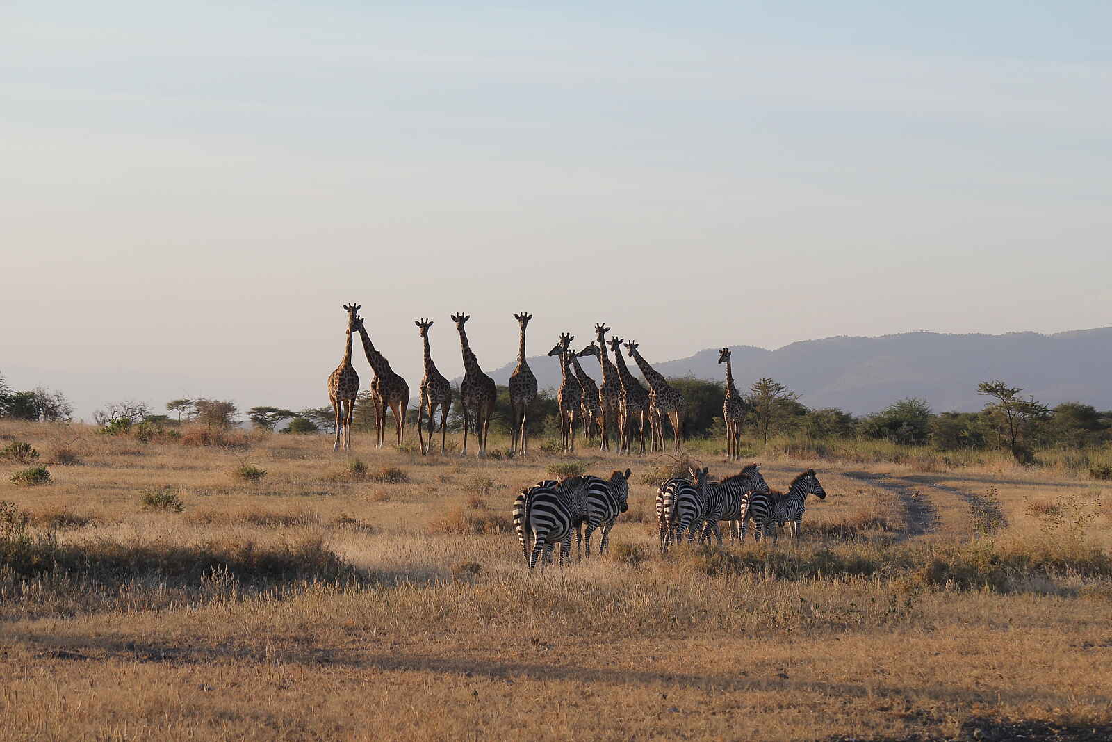 Manyara Ranch: Giraffen und Zebras Manyara Ranch: Giraffen und Zebras