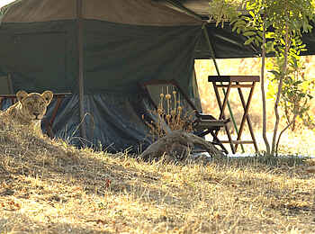 Mdonya Old River Camp: Löwe am Gästezelt