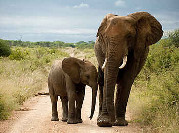 Morukuru River House: Elefanten Morukuru River House: Elefanten