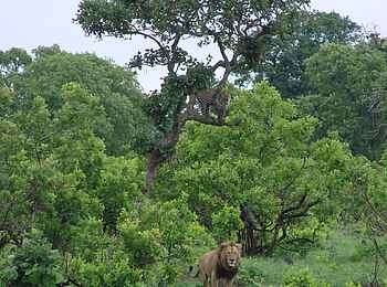 Mukambi Fig Tree Bush Camp: Ein Leopard in einem Baum und ein Löwen auf dem Boden davor