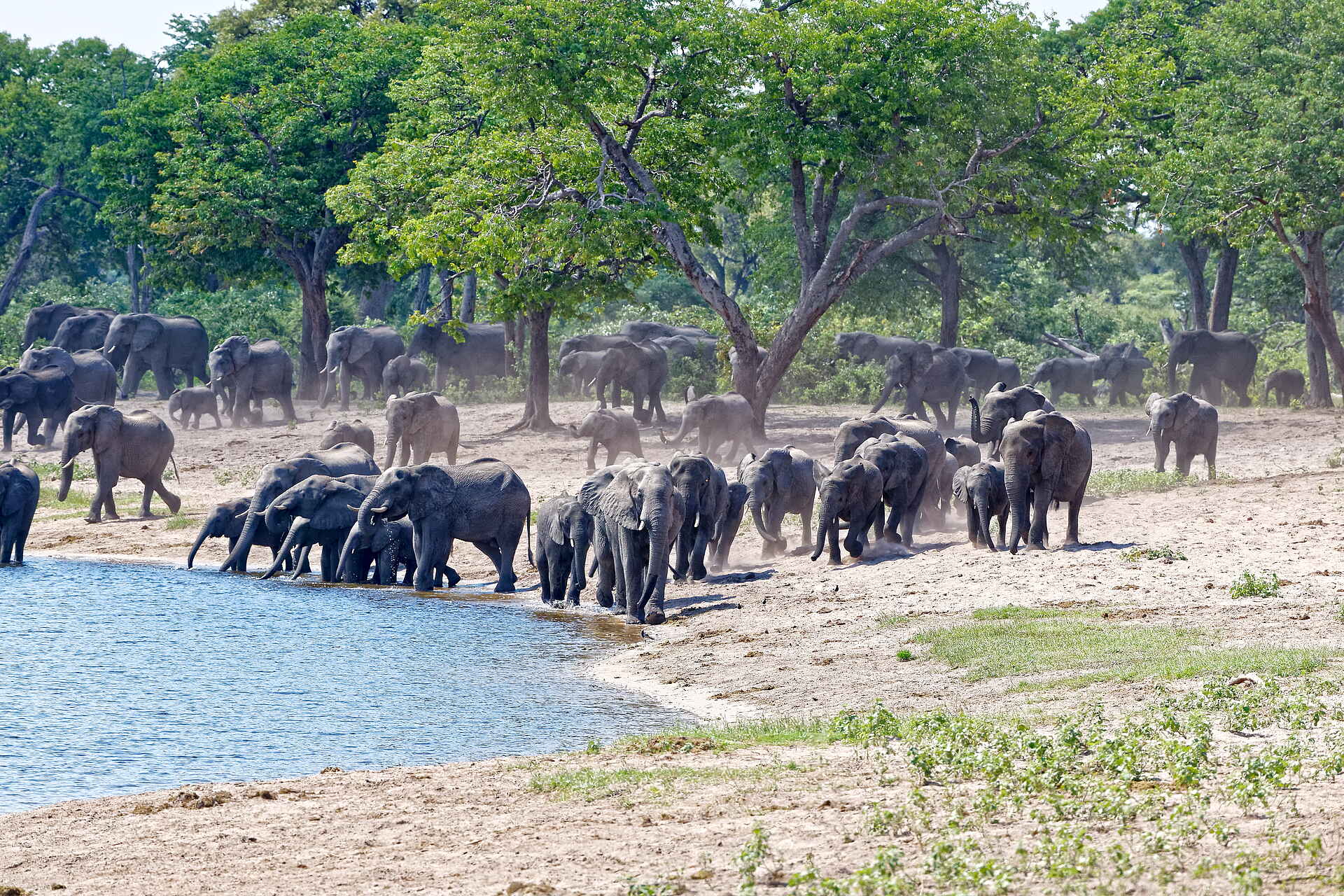 Nambwa Lodge: Viele Elefanten