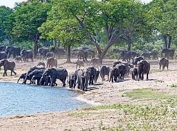Nambwa Lodge: Viele Elefanten Nambwa Lodge: Viele Elefanten