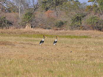 Nanzhila Plains Safari Camp: Sattelstörche Nanzhila Plains Safari Camp: Sattelstörche