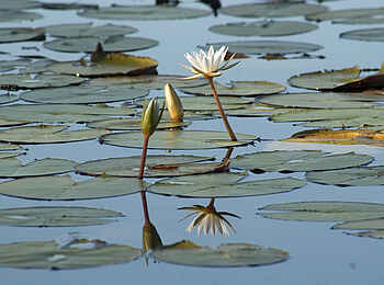 Nkasa Lupala Tented Lodge: Seerosen Nkasa Lupala Tented Lodge: Seerosen