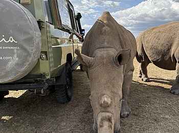 Ol Pejeta Bush Camp: Nashörner