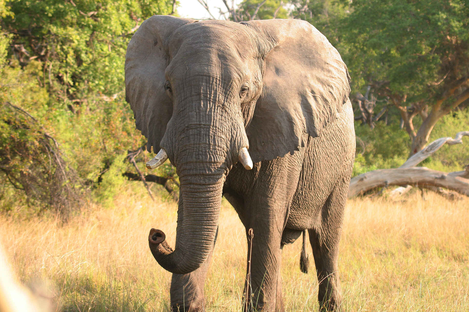 NG 27A, Okavango-Delta, Pom Pom Camp, Xudum River, Elefanten, Moremi Game Reserve