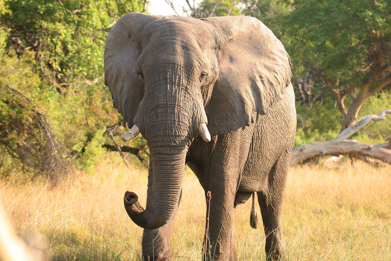 Pom Pom Camp: Elefant Pom Pom Camp: Elefant