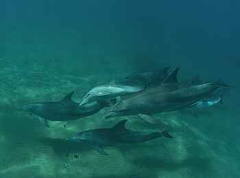 Rocktail Beach Camp: Delphin-Schule