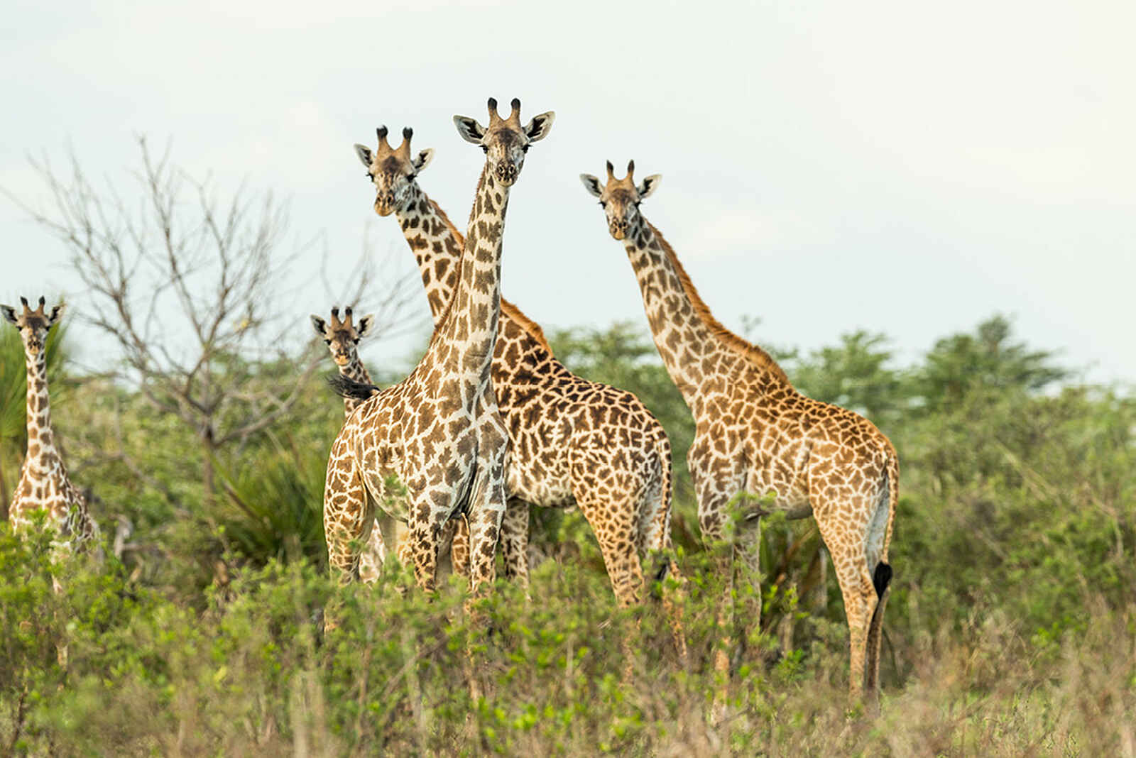 Roho ya Selous Camp: Giraffen Roho ya Selous Camp: Giraffen