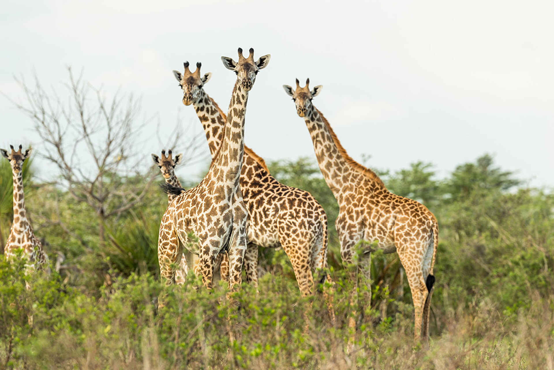 Roho ya Selous Camp: Giraffen