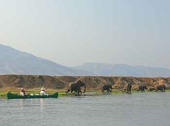 Royal Zambezi Lodge: Elefanten am Sambesi-Ufer