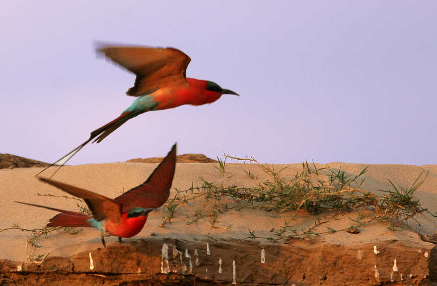 Shenton Carmine Bee Eater Hide: Moment Shenton Carmine Bee Eater Hide: Moment