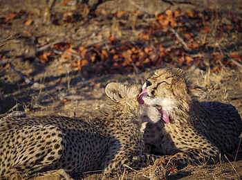 Tuli Safari Lodge Mashatu: Zwei Geparde