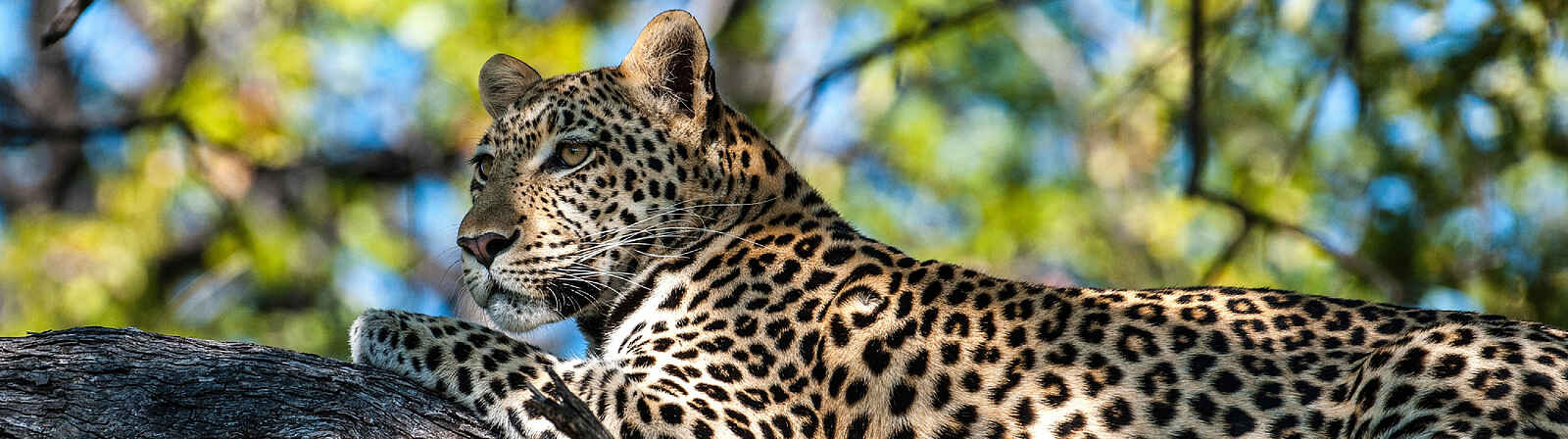 Tuludi Camp: Leopard Tuludi Camp: Leopard