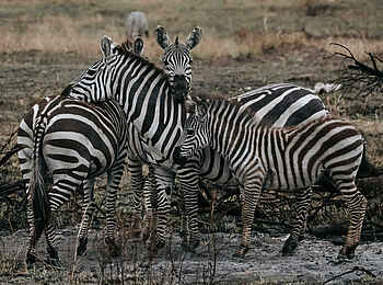 Wilderness Usawa Serengeti: Eine Gruppe von Zebras Wilderness Usawa Serengeti: Eine Gruppe von Zebras