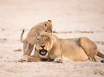 Chikwenya Camp: Spielendes Löwenbaby