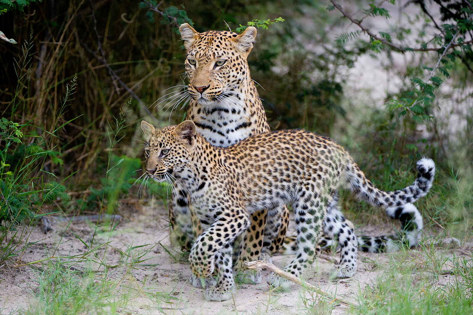 Jao Camp: Leopard und Leopardenjunges Jao Camp: Leopard und Leopardenjunges