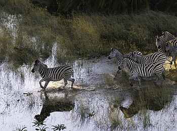 Kwetsani Camp: Zebras Kwetsani Camp: Zebras