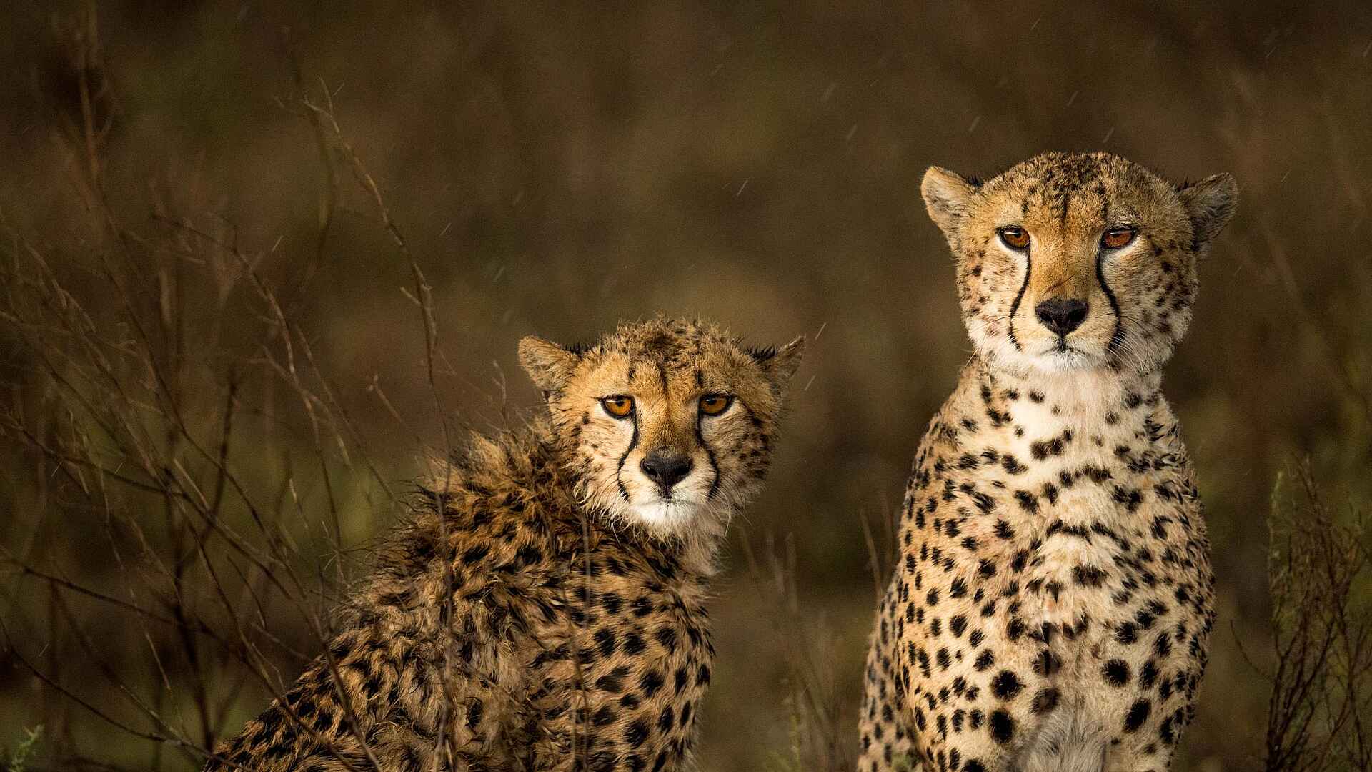 Namiri Plains Camp: Geparden