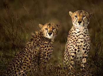 Namiri Plains Camp: Geparden