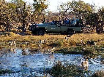 Splash Camp: Wildhunde beim Game Drive