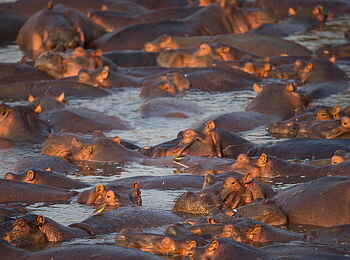 Time + Tide Chinzombo: Ein Tümpel voller Hippos