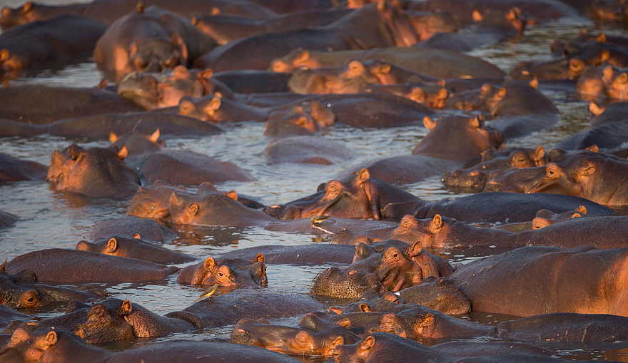 Time + Tide Chinzombo: Ein Tümpel voller Hippos Time + Tide Chinzombo: Ein Tümpel voller Hippos