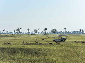 Xigera Safari Lodge: Game Drive Xigera Safari Lodge: Game Drive