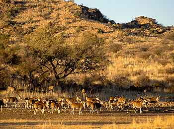 GocheGanas: Wildtierherden