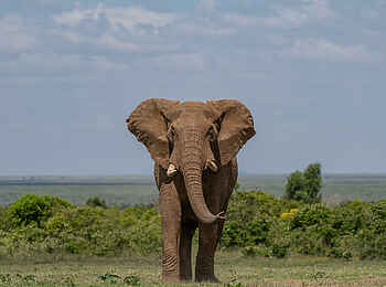 Governors' Mugie: Großer Elefant Governors' Mugie: Großer Elefant