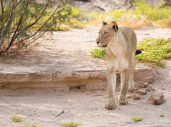 Hoanib Elephant Camp: Eine Wüstenlöwin Hoanib Elephant Camp: Eine Wüstenlöwin