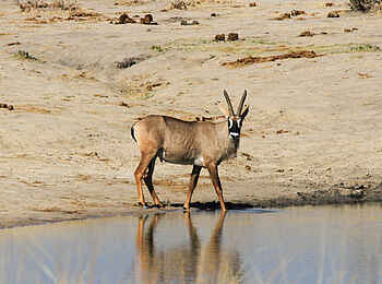 Jozibanini Camp: Antilope am Wasserloch Jozibanini Camp: Antilope am Wasserloch