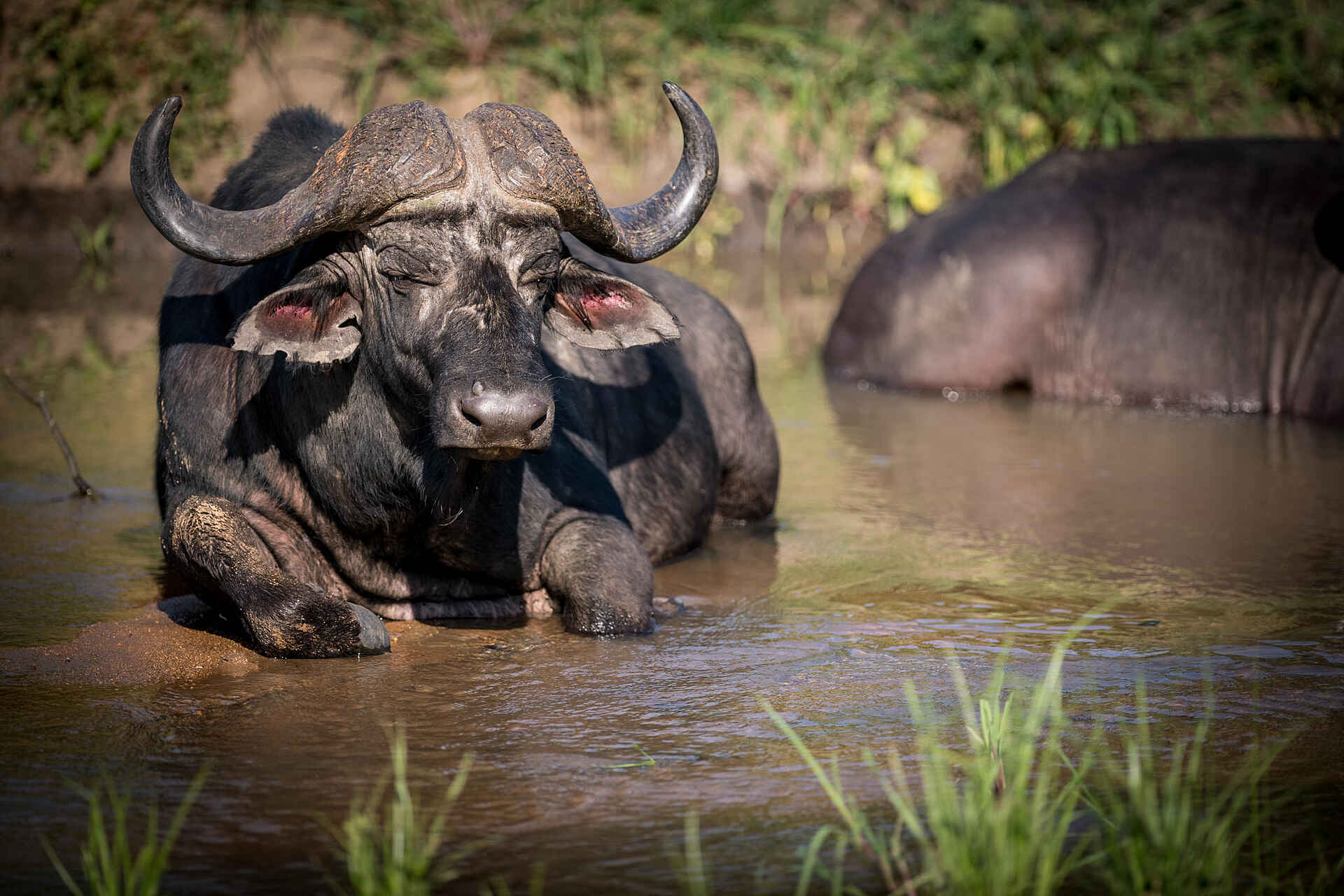 Kambaku Safari Lodge Südafrika: Ein Büffel im Wasser