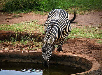 Kidepo National Park: Zebra an der Tränke vor der Lodge
