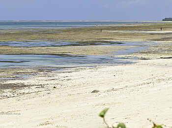 Kinondo Kwetu: Ausritt