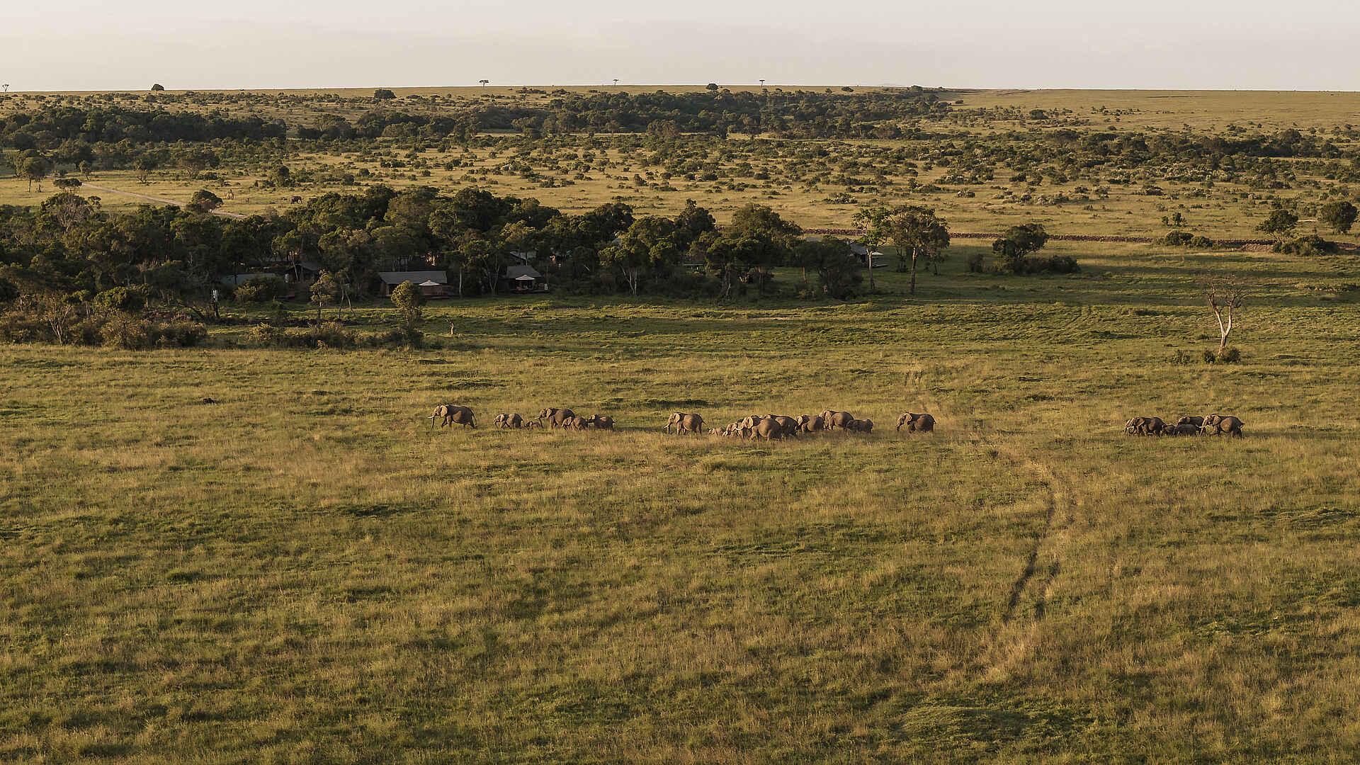 Little Elephant Pepper Camp: Elefantenherde