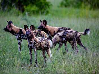 Little Sable Camp: Ein Rudel Wildhunde Little Sable Camp: Ein Rudel Wildhunde