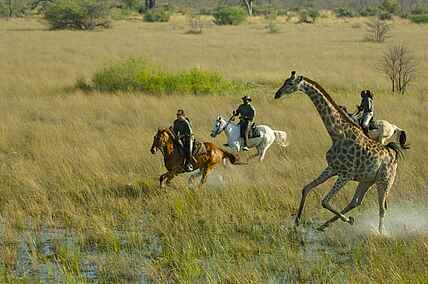 Africa, African Horseback Safaris, Afrika, Afrikanische Wildhunde, afrikarma, Binnendelta, Birding, Boma, Bootsfahrten, Botsuana, Botswana, Braunkehlreiher, Buchen, Buchung, ecological monitoring, Eco-Safari, Einbaum-Boote, environmental monitoring, Fischadler, Flusspferde, Horseback Riding, Information, Informationen, Flusspferd, Krokodil, Nilkrokodil, Nilpferd, Macatoo Camp, Afrikanischer Wildhund, Breitmaulnashorn, Mokoros, Nashorn, Pool, Reiten, Swimmingpool, Nachhaltigkeit, Nachtpirschfahrten, Okavango, Okavango Delta, Okavango Panhandle, Okavango River, Okavangobecken, Okavangodelta, Ökologisch, Pferde, Pirschfahrten, Ranwanalenaus, Reise, Reiseveranstalter, Reitsafari, Safari, Umweltüberwachungen, Urlaub, Vogelbeobachtungen, Vollpension, Wasserböcke, www.afrikarma.de, Ngamiland East, Big Five, Büffel, Elefant, Leopard, Löwe, Spitzmaulnashorn, Aktivitäten, Ausritt, Fauna, Giraffe, Pflanzenfresser, Reit-Safari, Tierbeobachtung, Tiere