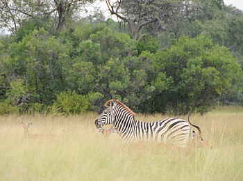 Macatoo Camp: Zebra und Kudus im Gras