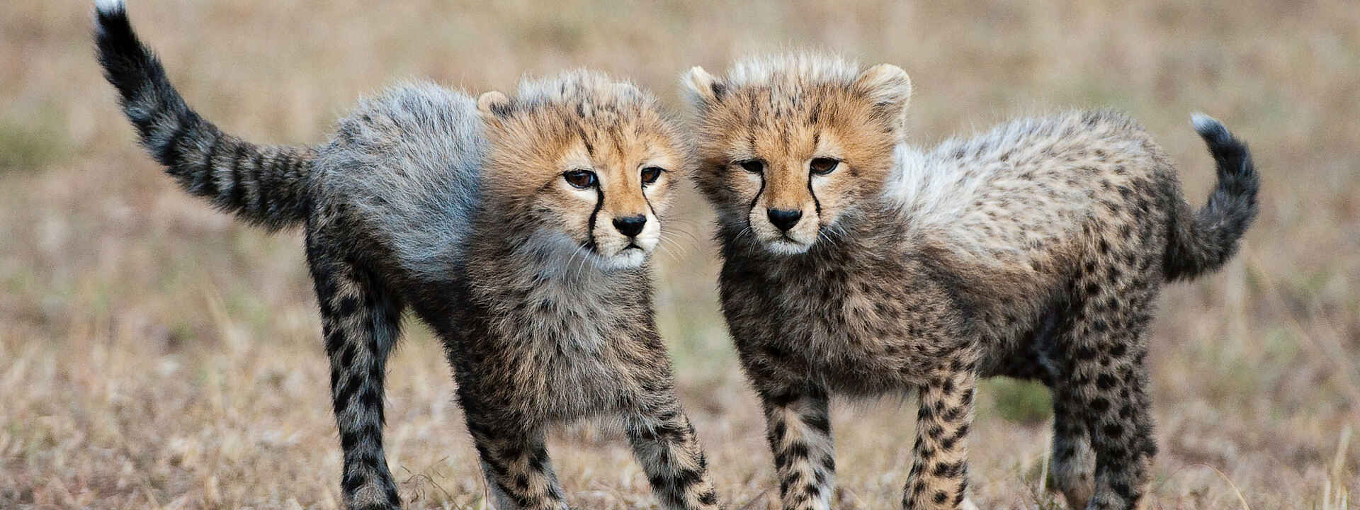 Mara Nyika Camp: Junge Geparden