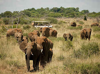 Morukuru River House: Elefantenherde Morukuru River House: Elefantenherde