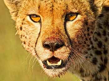 Naboisho Camp: Gepard