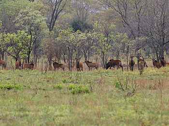 Nanzhila Plains Safari Camp: Rappenantilopen Nanzhila Plains Safari Camp: Rappenantilopen