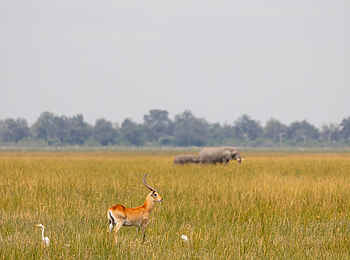 Nkasa Linyanti Camp: Letschwe Antilope mit Elefant im Hintergrund