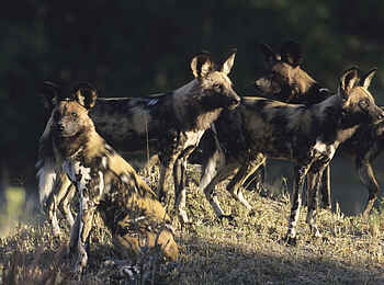North Island Okavango Safari Camp: Wildhunde