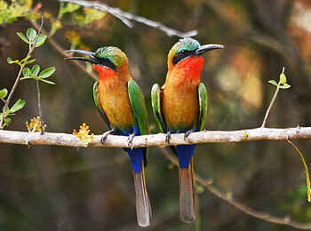 Primate Lodge Kibale: Bunte Vogelwelt