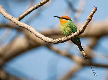 Pumulani Lodge: Little Bee-Eater